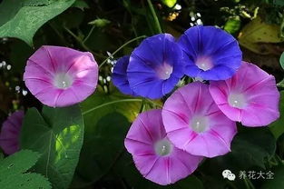 震撼 想要一面花墙或花廊,就选这16种花