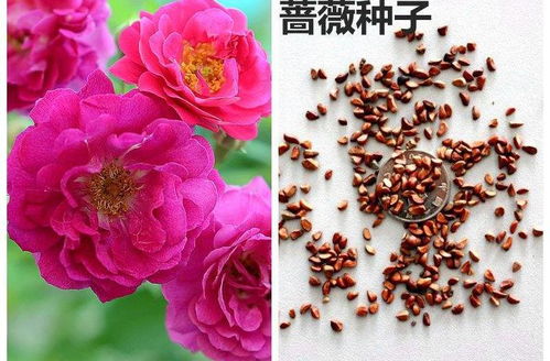 花卉种子,怎么选 春天了,撒一把花种子在盆里,等花开 品种