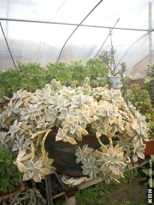 多肉植物胧月图片