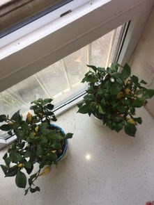 买回来的栀子花枯萎了是怎么回事,还有救吗
