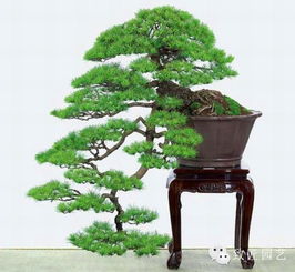 四株完美体现造型艺术之美的松树盆景