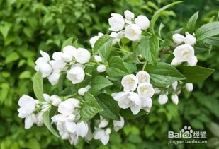 茉莉花的养殖方法和注意事项