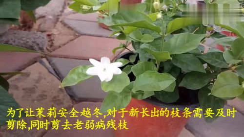 茉莉花秋冬季节这么养,简单实用
