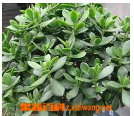 玉树的风水作用,玉树的养殖方法和注意事项 果蔬百科全说
