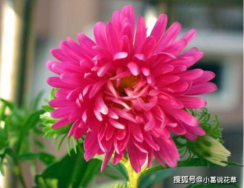 喜欢玫瑰,不妨养盆 精品玫瑰 紫影玫瑰,花大美艳,芳香扑鼻 翠菊