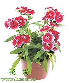 盆栽石竹花的养护与管理方法