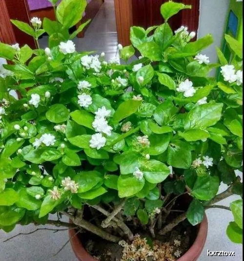 6月, 扦插 茉莉这样做,一枝变一盆,一学就会,一插就活 枝条