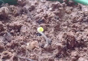 薰衣草的种植时间和方法