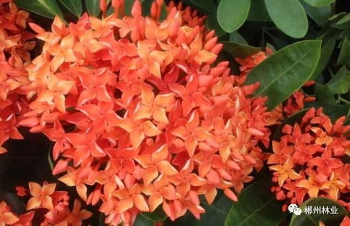 龙船花冬季养殖方法