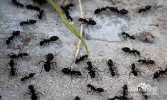 兰花盆有蚂蚁怎么办