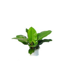 绿色植物 绿帝王 绿帝王