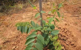 种植金银花什么时候需要追肥 金银花追肥用什么肥料好