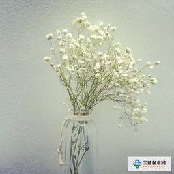 满天星的养殖方法