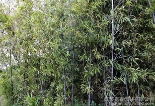 优惠券 十大品牌排行榜 哪个牌子好 元珍商城 