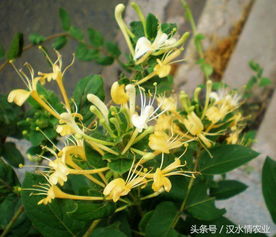 采摘野生金银花泡茶喝全程记录