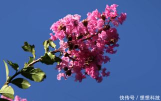 紫薇种植过程的浇水要点,以及紫薇的施肥技巧