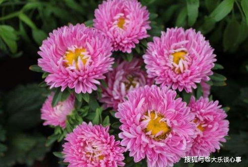 喜欢赏菊,试试 翠菊 花开 似绒球 ,花姿卓越,美艳迷人 生活