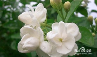 茉莉花的养殖方法和注意事项