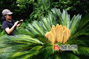 惊奇 江永县党校一株铁树竟开出11朵花 图