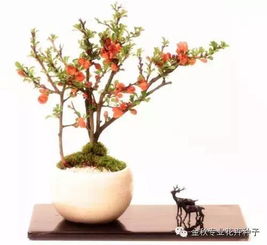 养花知识 盆栽花卉,养花土壤的消毒