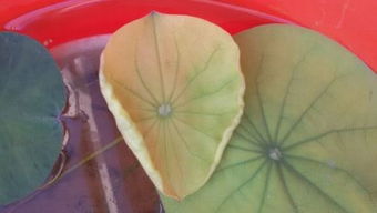 碗莲泥生绿苔怎么办