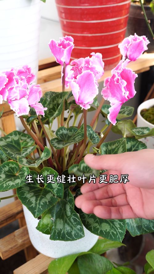 想要花养的好,一片阿司匹林就够了