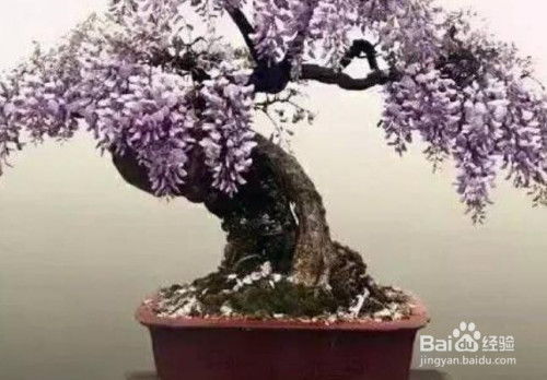 盆栽紫藤花怎么修剪