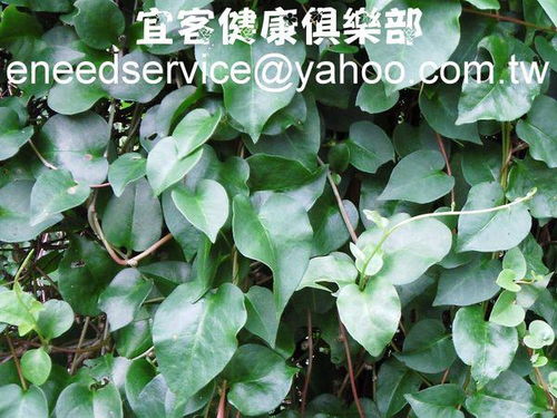 川七的川七种植
