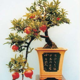办公室里适合摆放哪几种花草