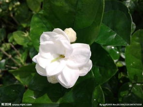 茉莉花在北方如何过冬