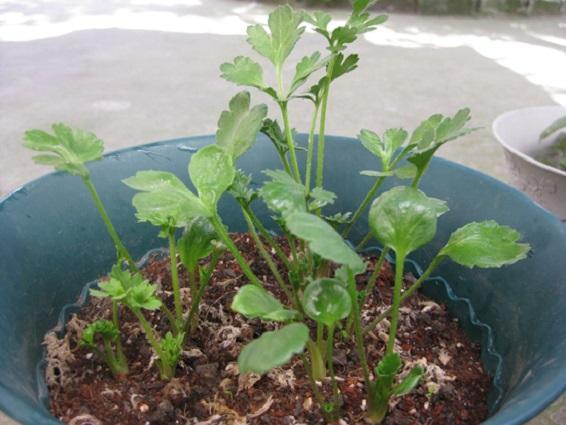 花毛茛的栽培技术