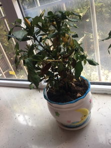 买回来的栀子花枯萎了是怎么回事,还有救吗