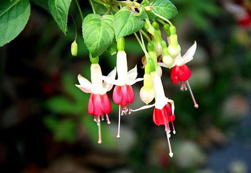 这花名叫什么,看图猜名