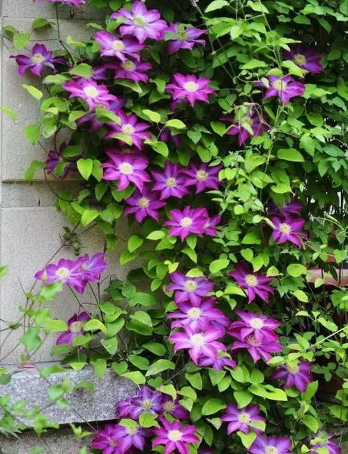 铁线莲如何养 铁线莲夏季种植方法