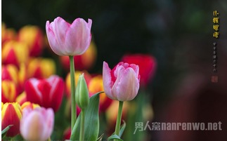 三八妇女节送什么花好 选择对的鲜花送给对的人