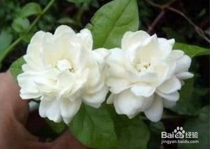 虎头茉莉花怎样剪枝