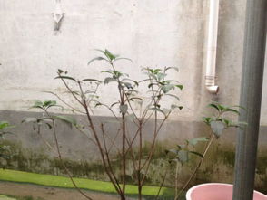 桂花树什么时候修剪最好,怎么剪矮化