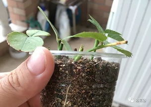 扦插繁殖易生根的方法 简单实用