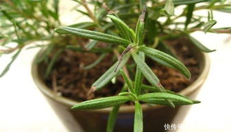 迷迭香枯萎怎么回事