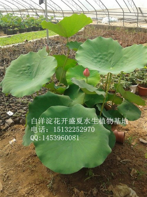盆栽荷花