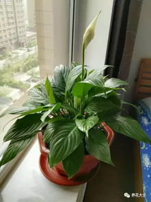 这些花超耐阴,屋里光照不好,也能开花不断