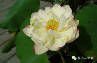 荷花的正确养护方法,和碗莲 睡莲有啥区别