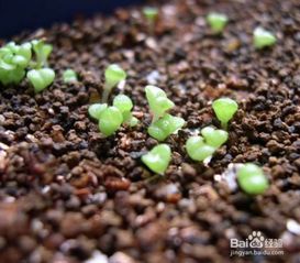 多肉植物种子的种植方法及注意事项