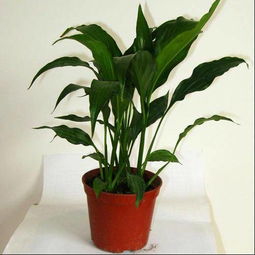 这是什么花,一年四季都这样,也不开花