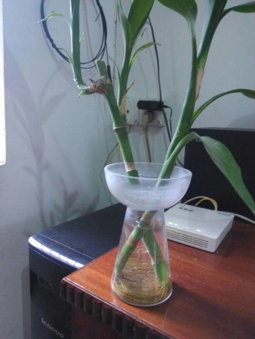 这个是什么植物 刚买回来没几天就黄了,是怎么回事 应该怎么养才对呢