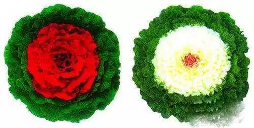 羽叶甘蓝 花菜 羽衣甘蓝的养殖方法及注意事项
