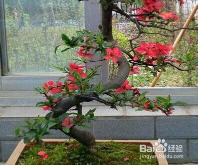阳台花园 秋天适合种什么植物和盆栽