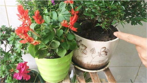养花不用买肥料,资深花友教你自制天然花肥,你也能把花儿养爆盆