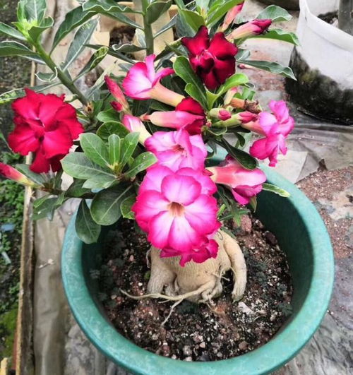给花施肥, 3招 做对了,越长越旺,叶子绿油油,花苞满枝头 花儿