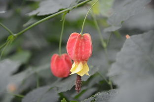 风铃飘荡绿叶间 蔓性风铃花